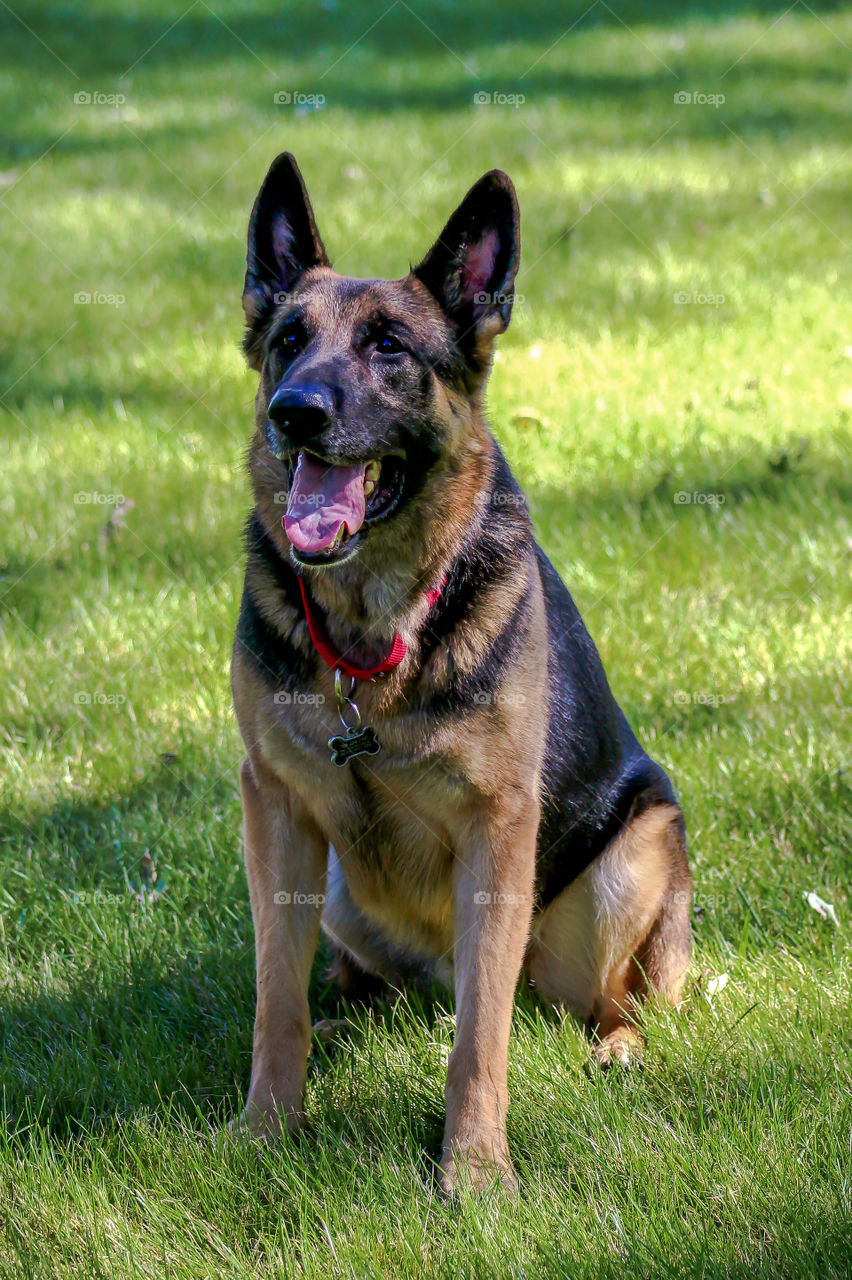 German shepard dog sitting in lawn