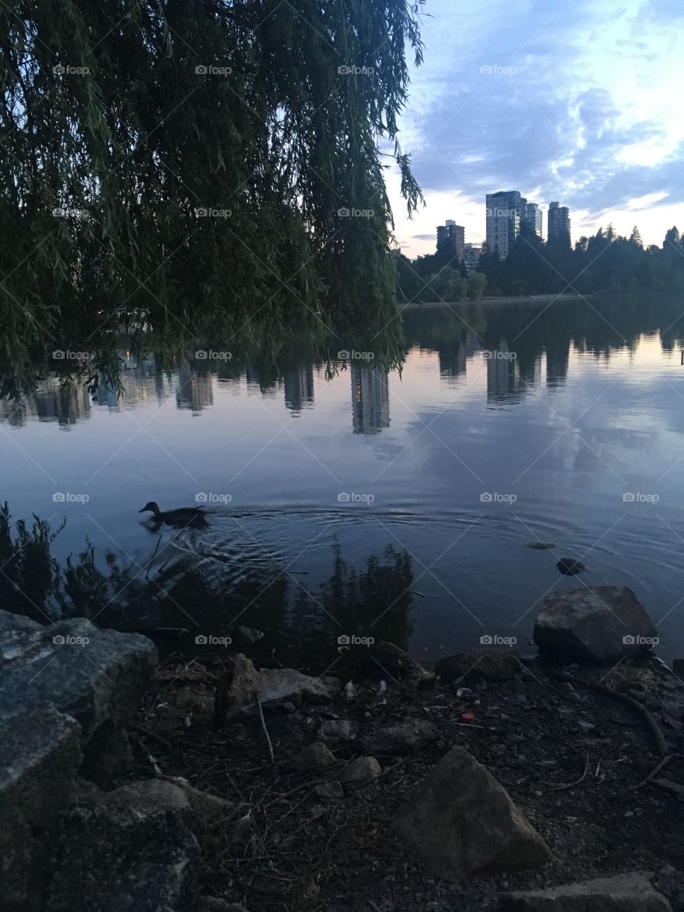 Duck enjoying an evening swim in Vancouver, British Columbia 