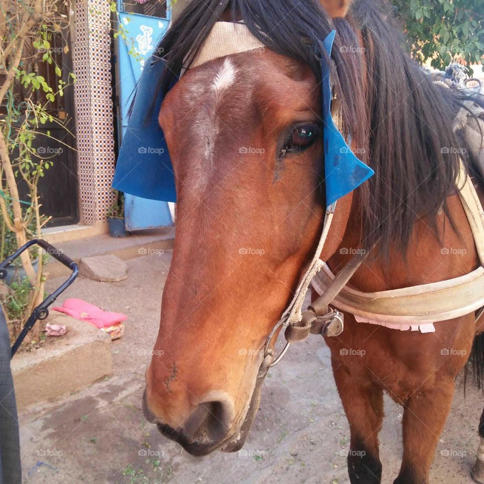 beautiful brown horse.