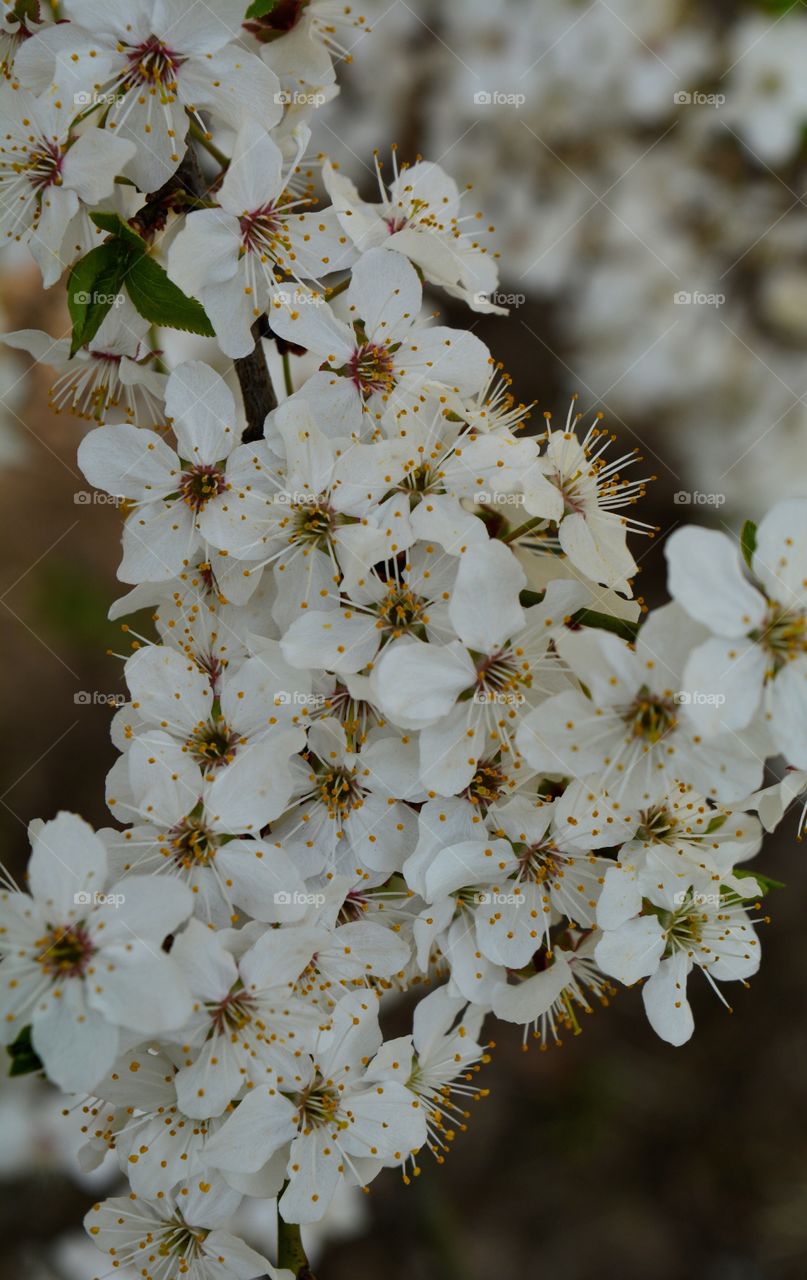 beautiful white flowers blooming tree spring time