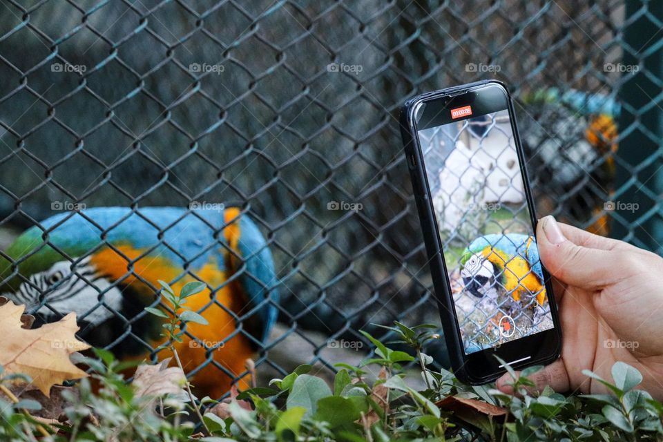 Photographing a blue macaw with a cell phone