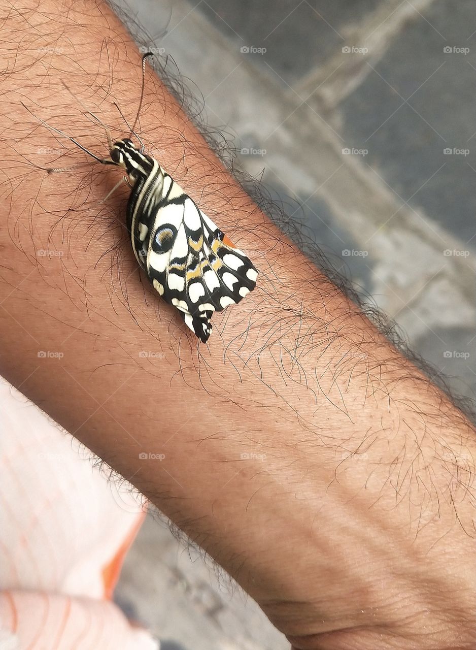 Lovely butterfly , jest born few minutes back, they prepair his wings, to see colourfull life.