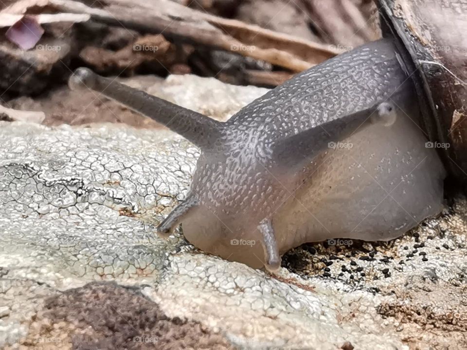 Caracol con cámara aumentada impresionante