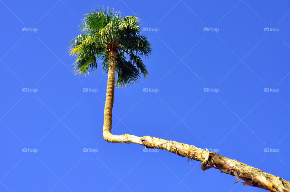 A Palm tree reaching towards the sky. 