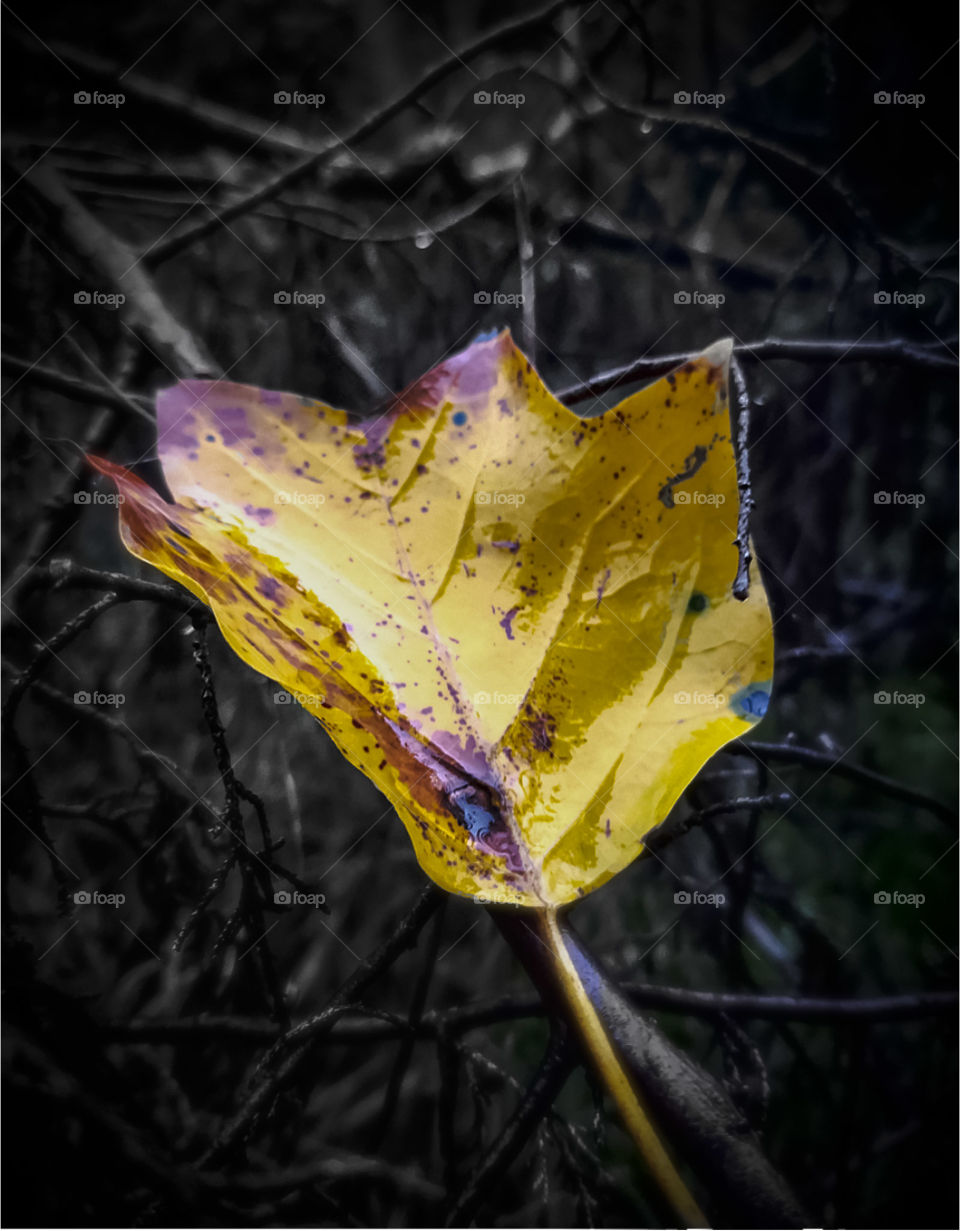 lonely leaf