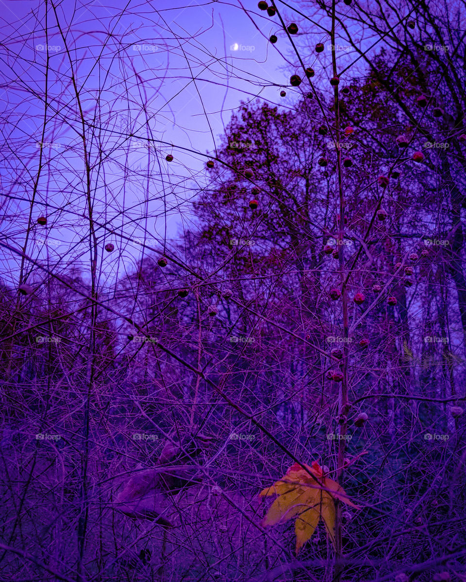 November foilage at dusk