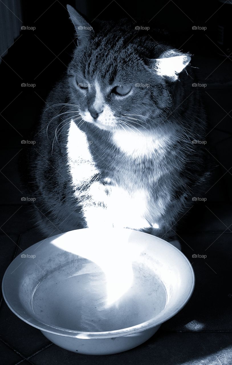The cat sits near a dish with water on which the rays of the sun fall
