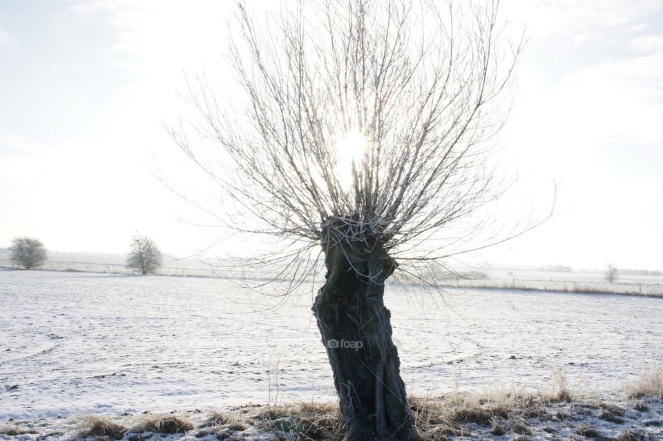 Sunrays through the tree