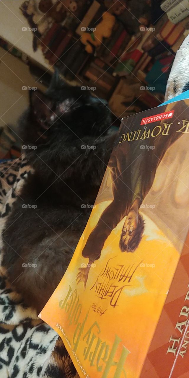 book,bed,blanket,animal,cat,inside