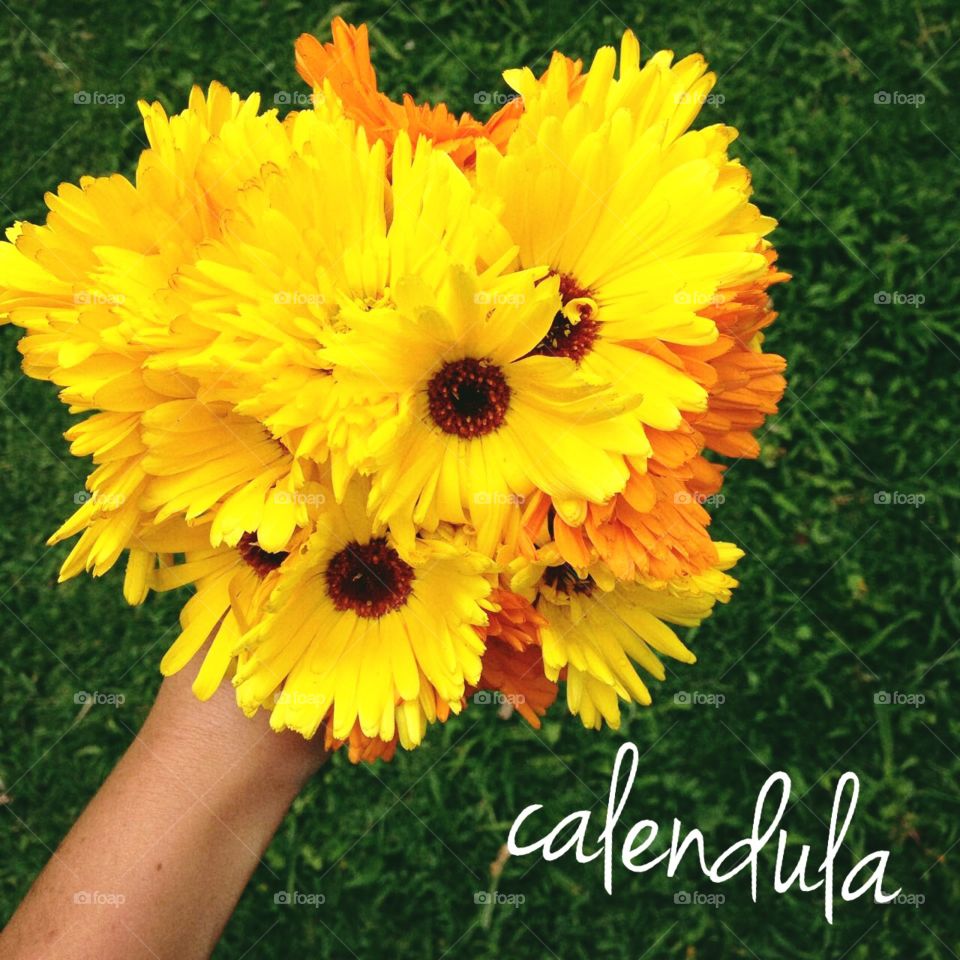 Caléndula 