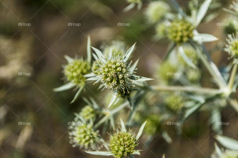 Field eryngium.
European steppe plant with bluish prickly leaves and white or bluish flowers collected in capitate umbels.