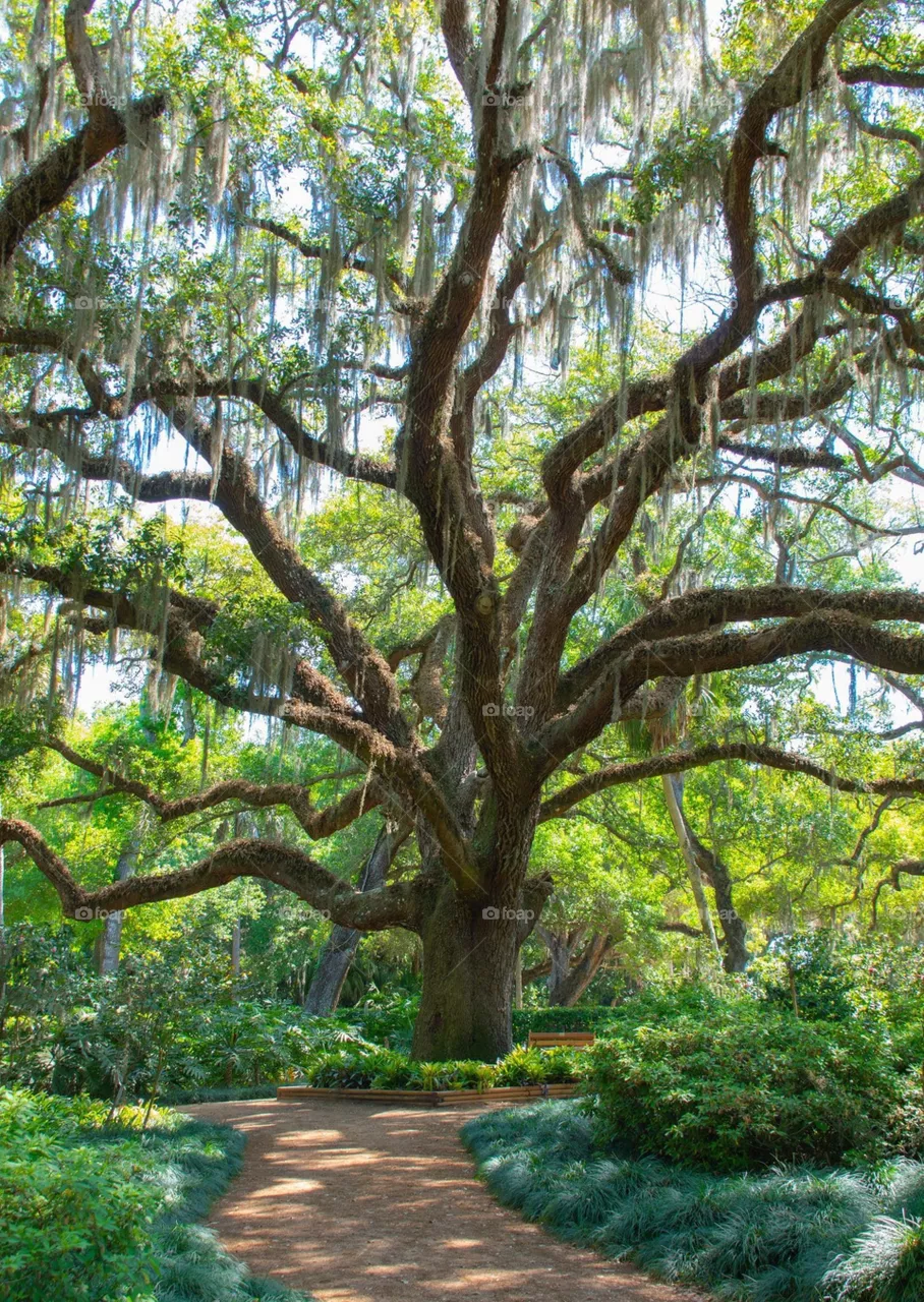 Amazing tree