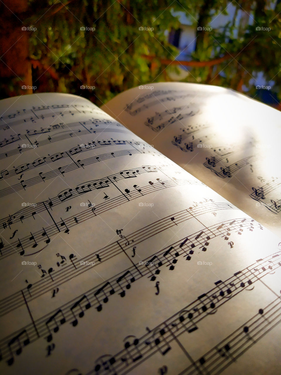 Musical notes in the shade of a tree