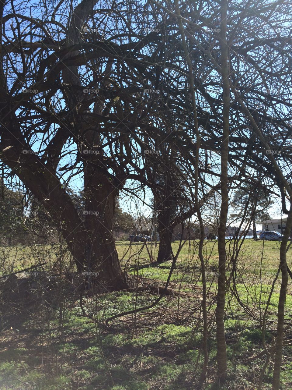 Tree, Landscape, Wood, No Person, Nature