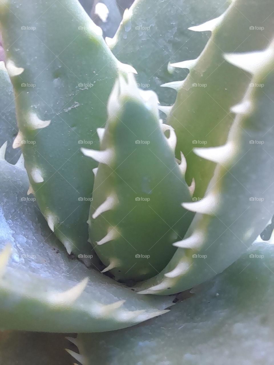 cactus et succulentes