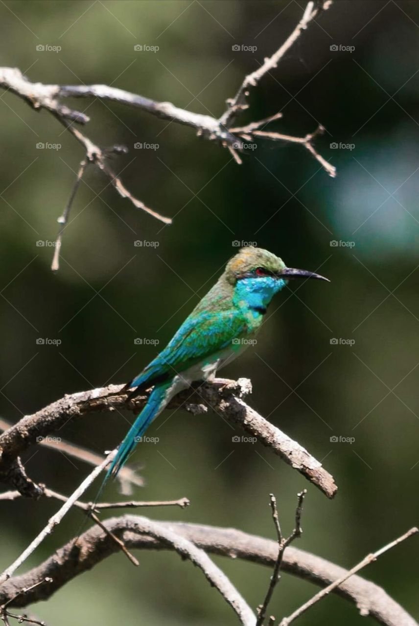 little bird is ready to hunt