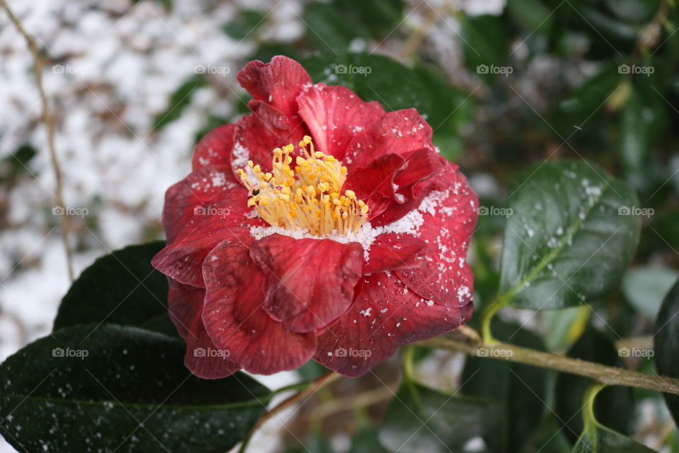 A macro photo of a red flower with some snow.