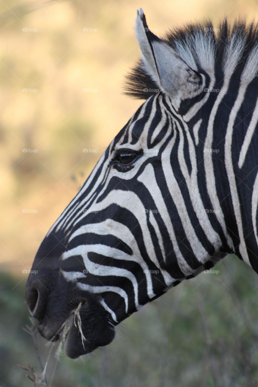 zebra