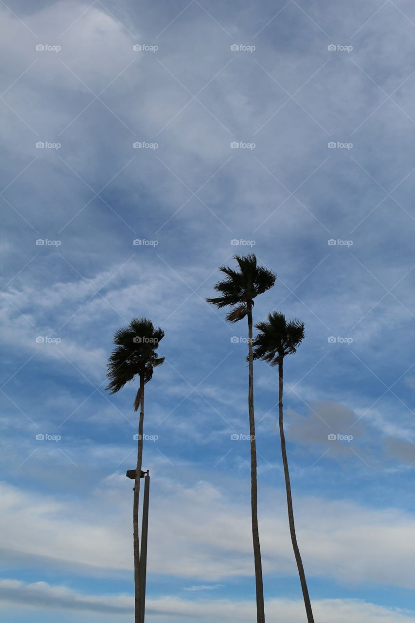 Tampa florida palm tree palma