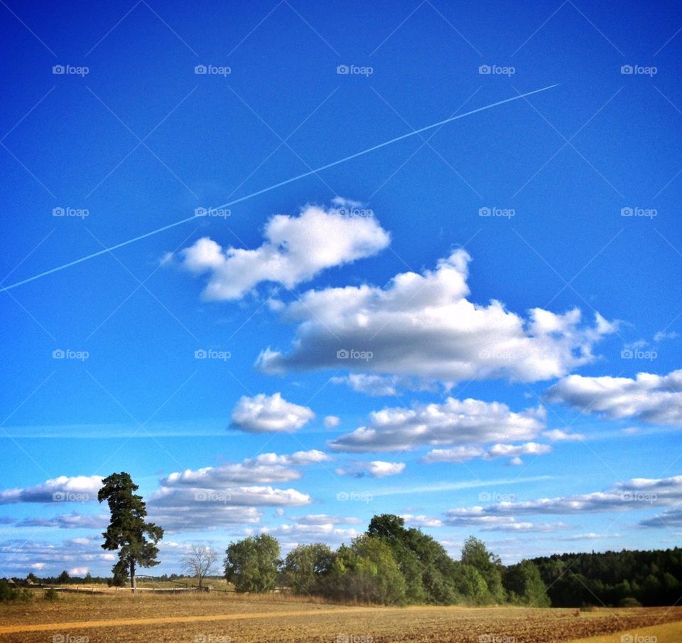 Late summer landscape