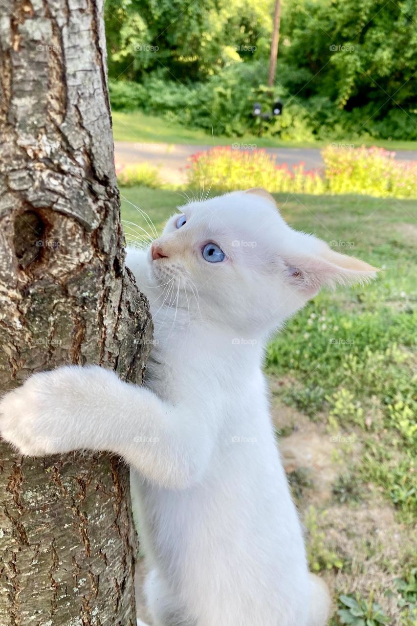 Kitten climbing a tree… I think I can… I think I can