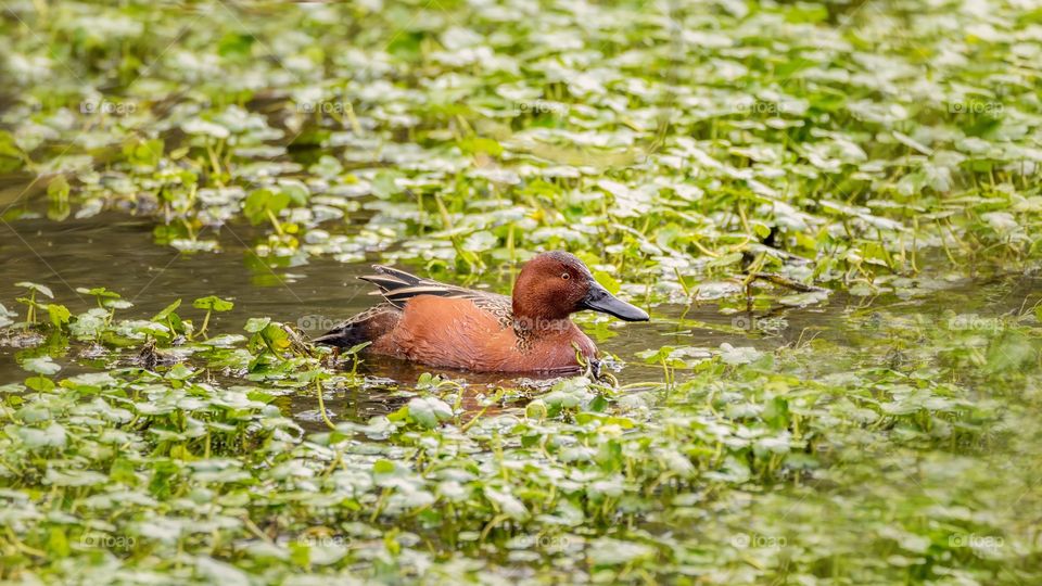 Cinnamon teal duck swimming in lake