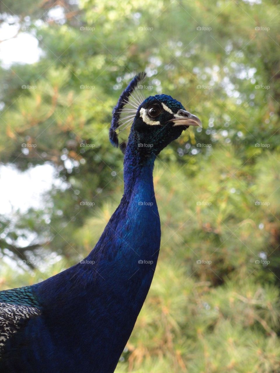 Peacock