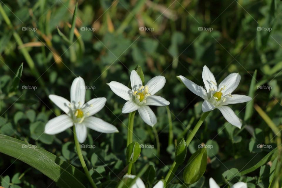 a group of white flowers sitting on top of a lush green field