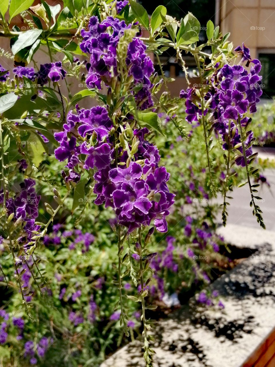 beautiful purple flowers