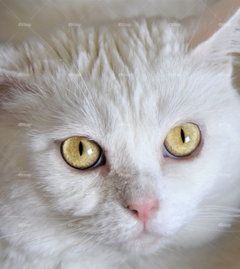 Very sad white cat, sad eyes because her companion died and she doesn’t understand 