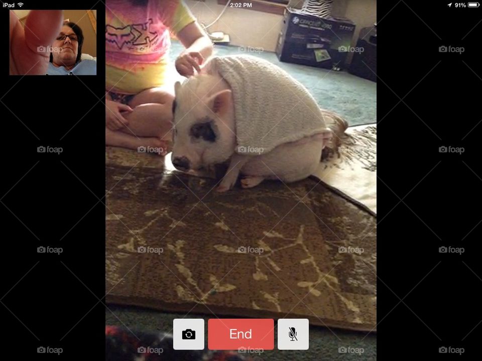Pig n a Blanket