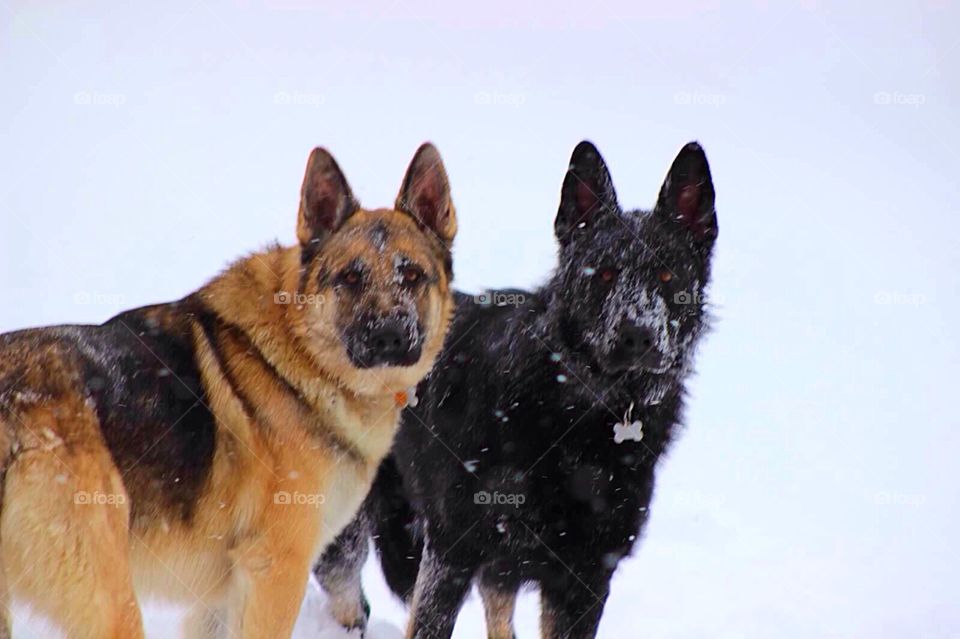 Shepherds in the Snow. German shepherd brothers playing in the snow. 