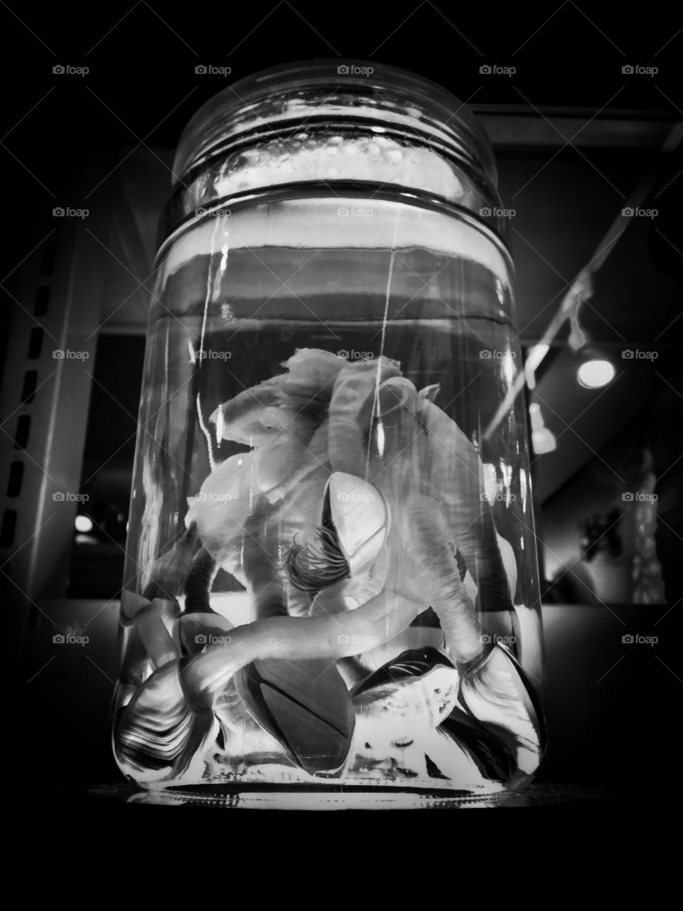 jar specimen