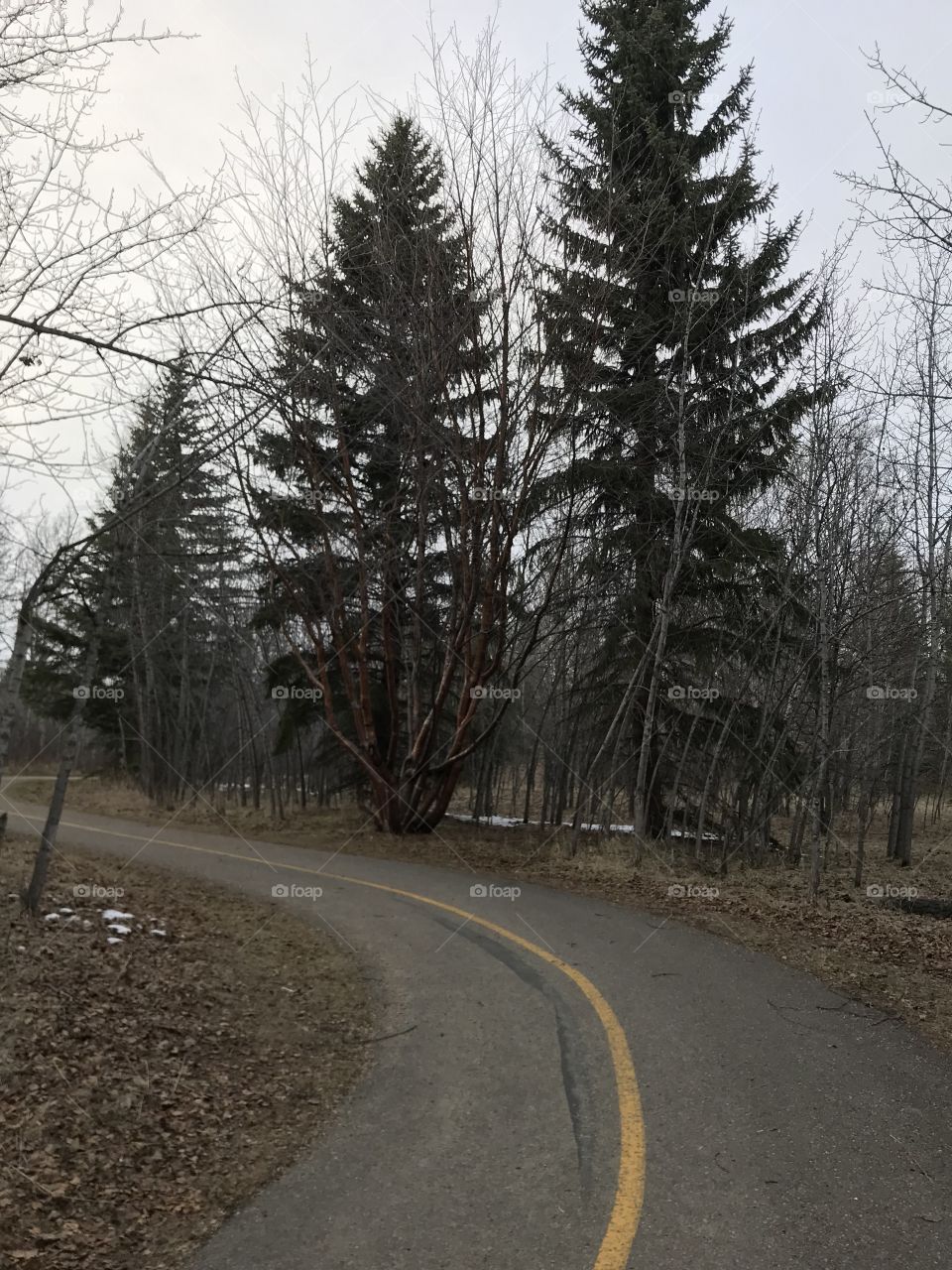 An interesting red tree.