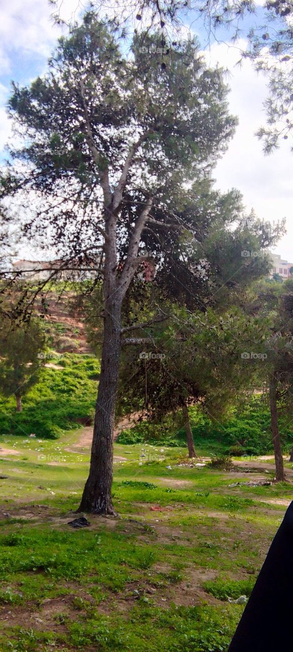 Tree landscape sky grass