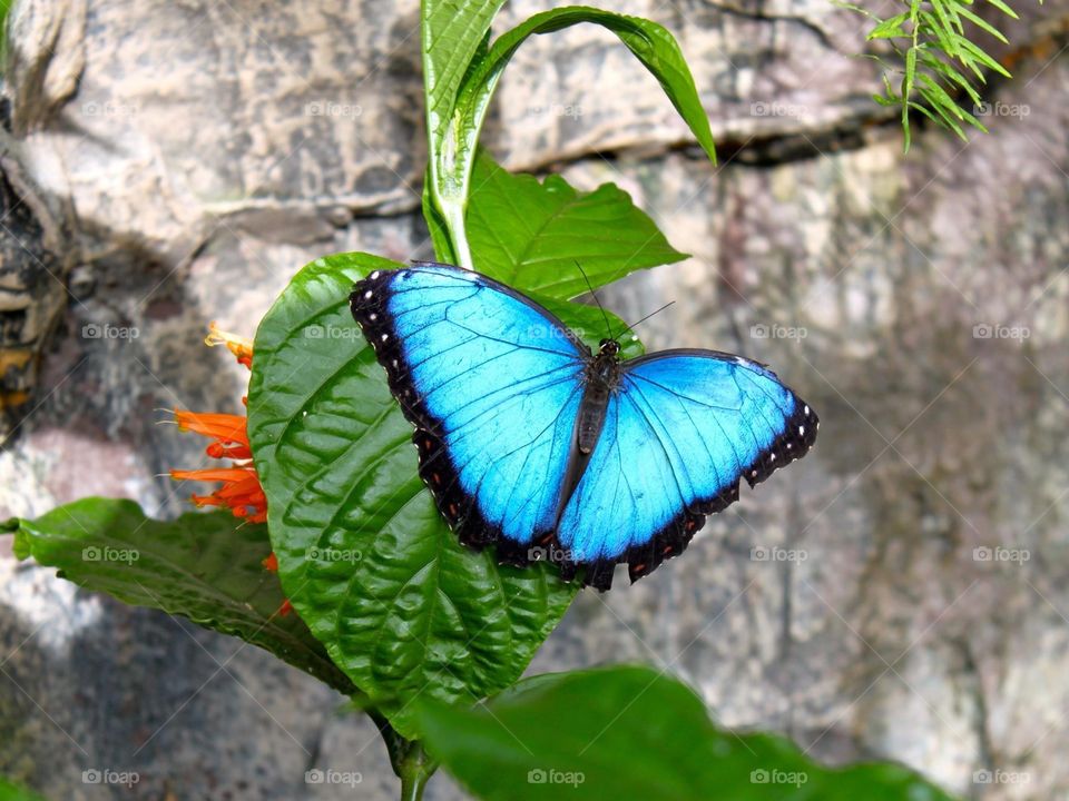 Marvelous turquoise butterfly 