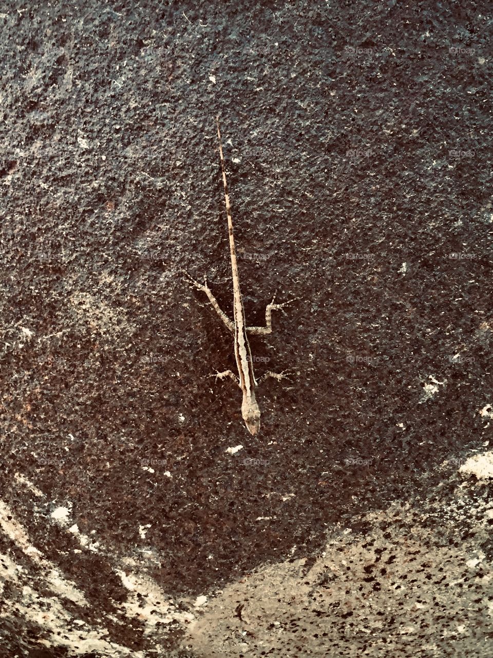 Lizard on the rock