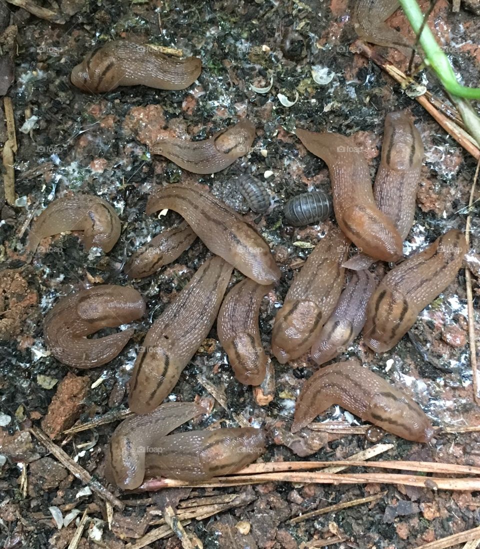 Bunch of slugs