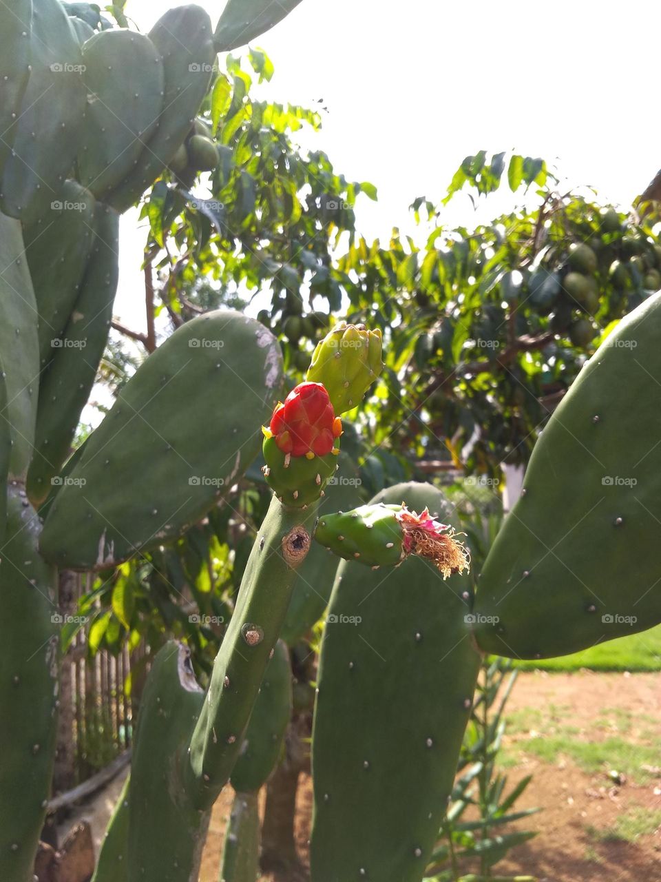 the dragon fruit tree is climbing and giving rise to a pistil maybe in about two months it will ripen