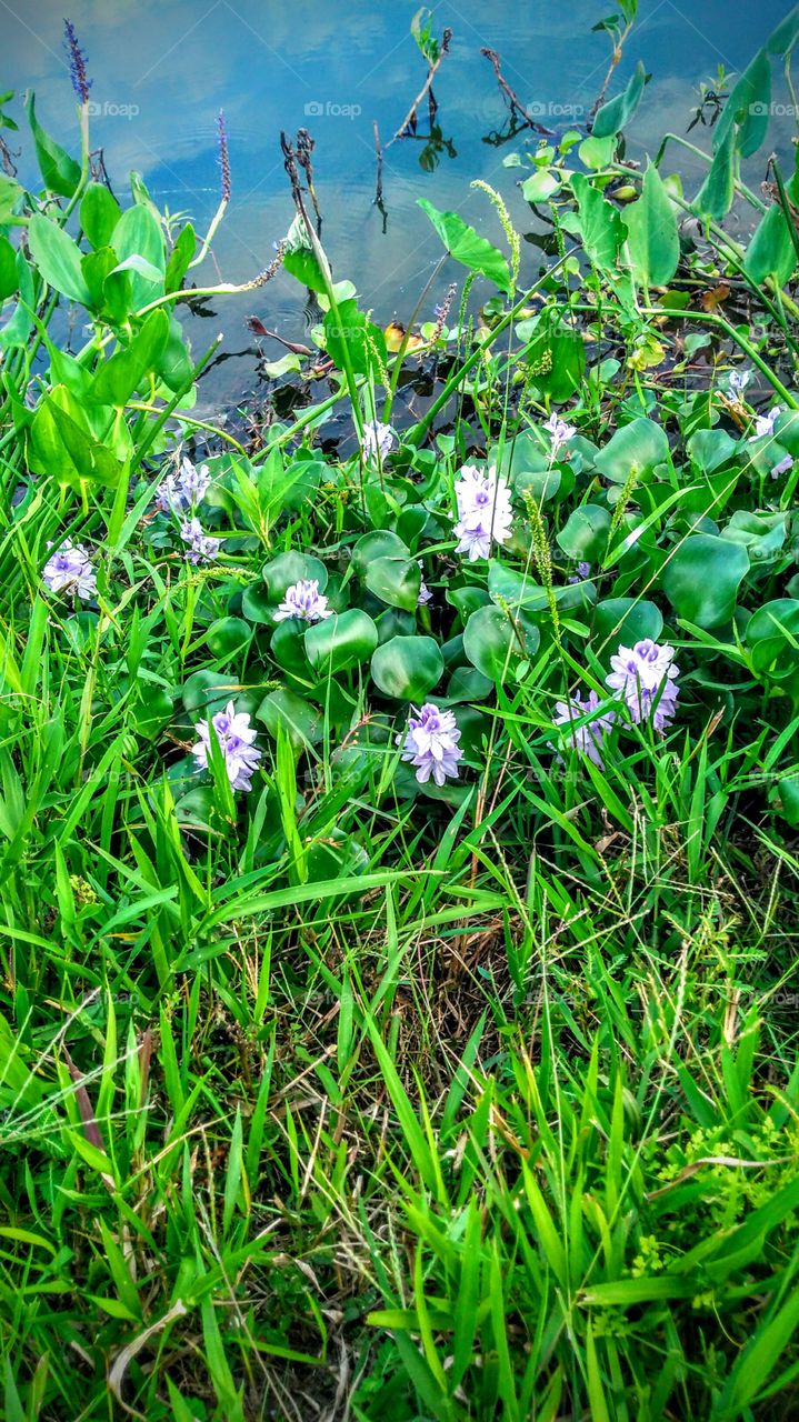 Water Hyacinth