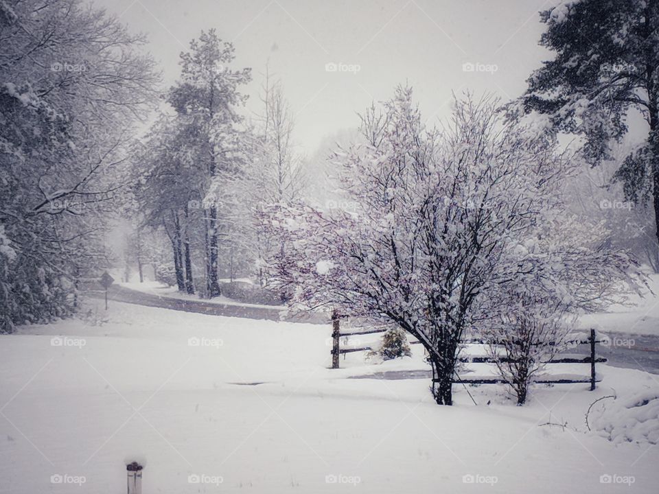 My Cherry Tree standing tall during the Winter storm in the Spring