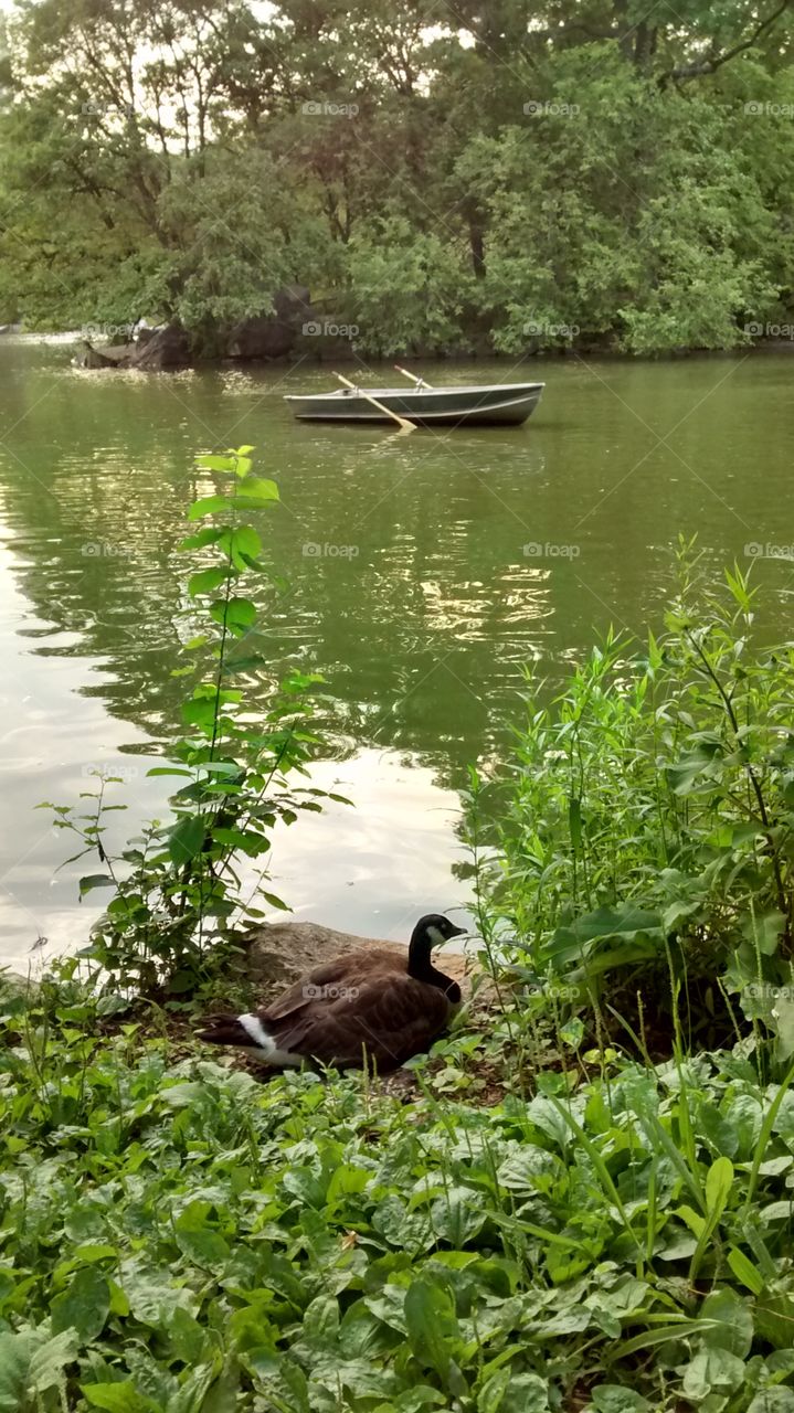 Runaway boat. at Central Park