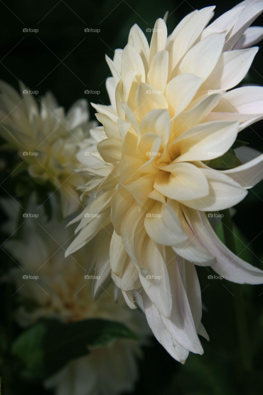 Flowers, dahlias, white 