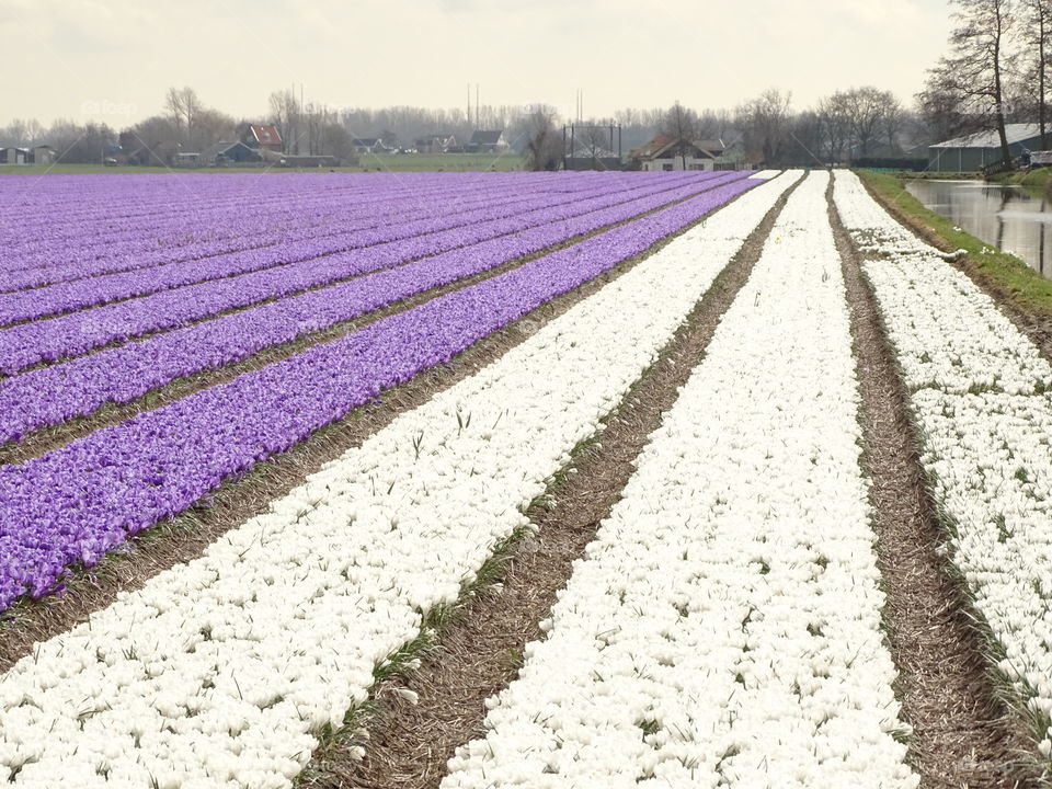 Field with crocuses