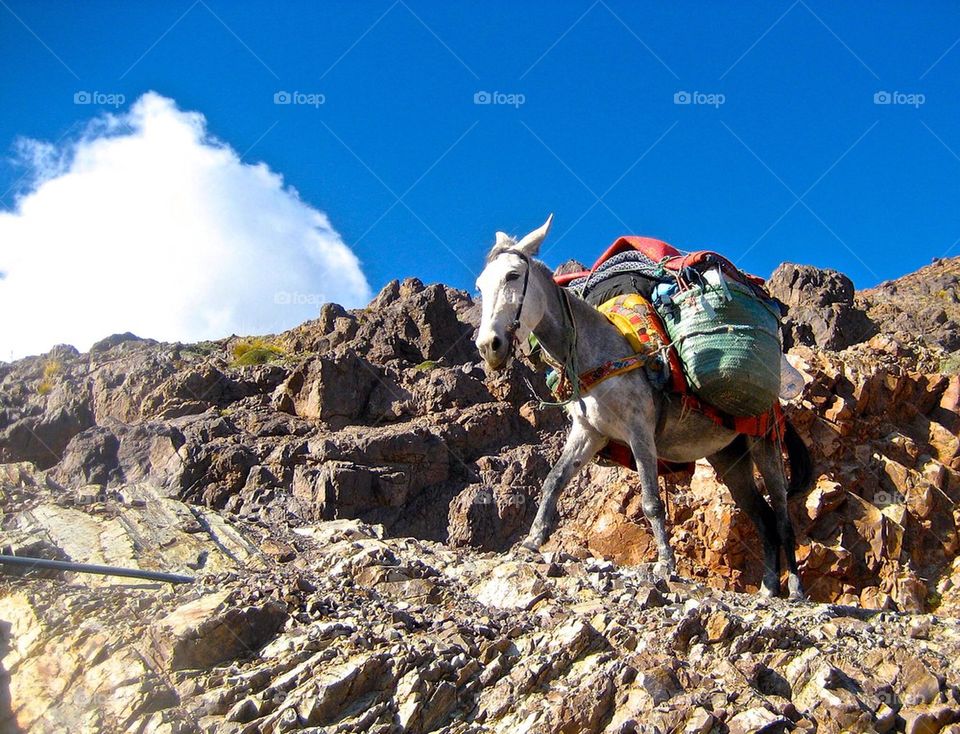 Mule's Heavy Load