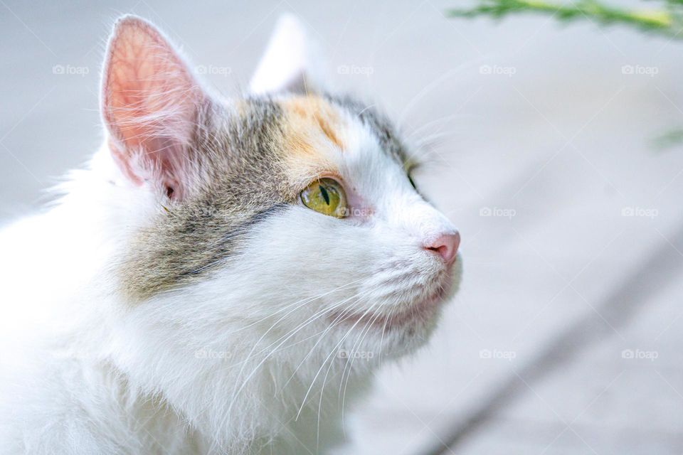 A white domestic cat closeup 