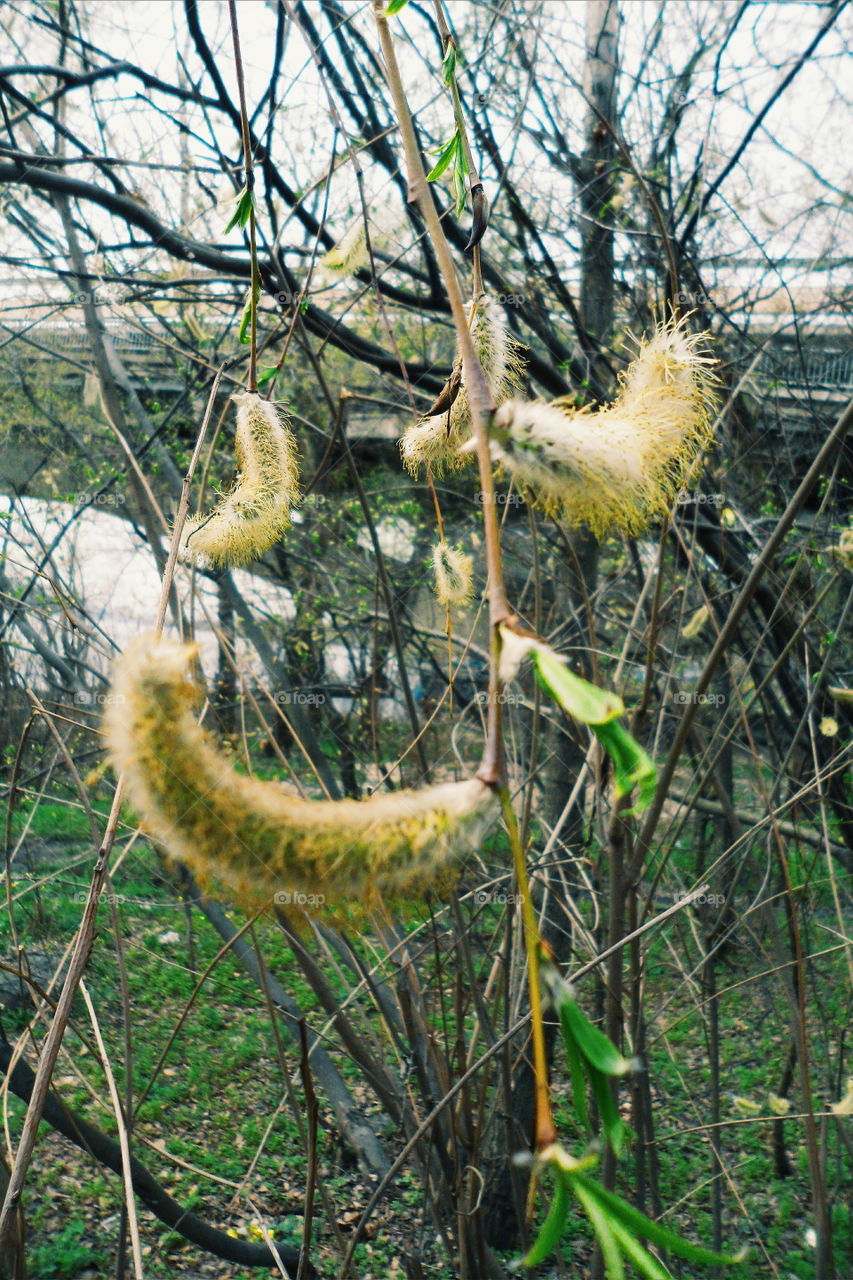 Willow branches blossom, spring in Kiev