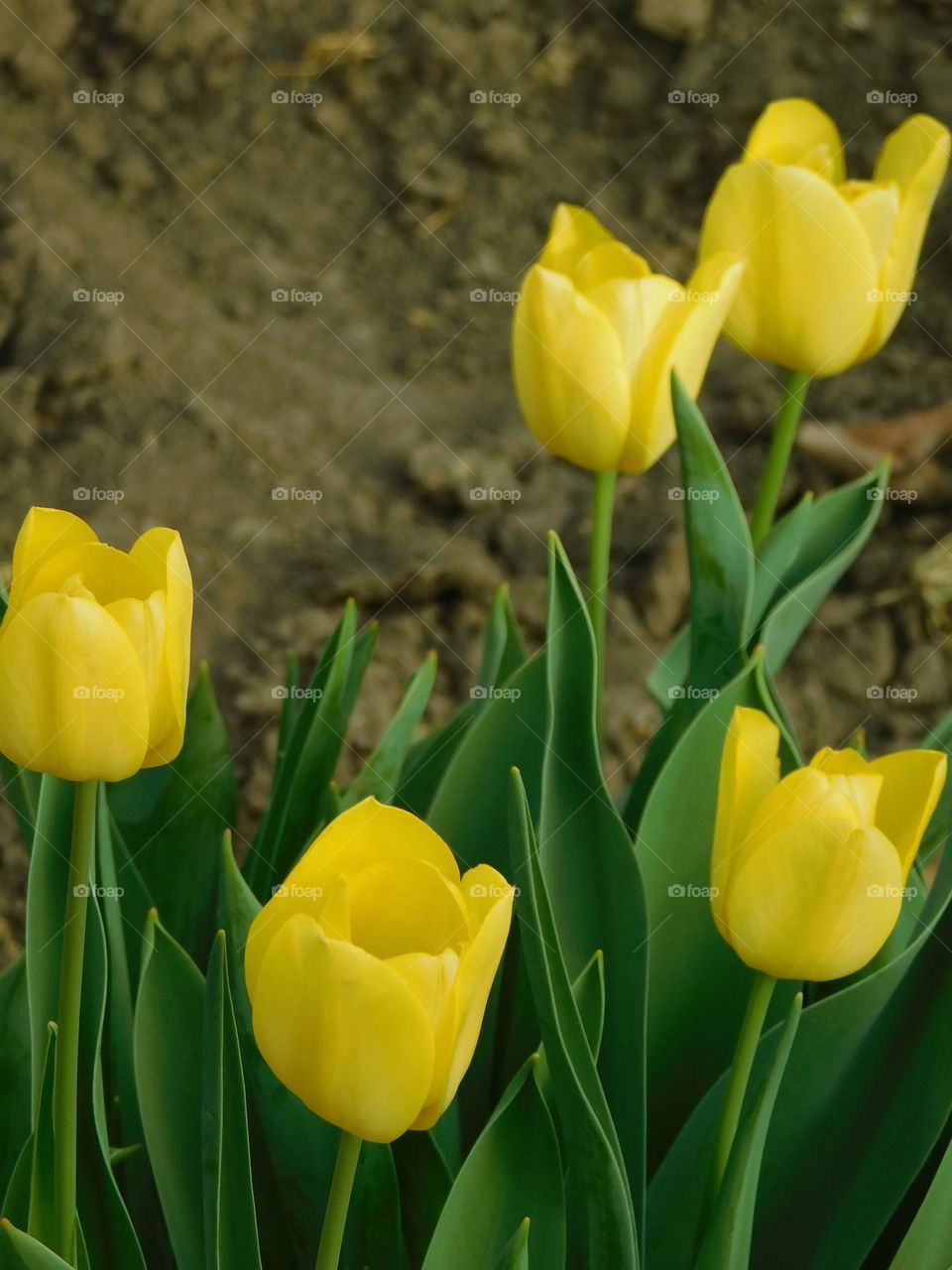 Tulips