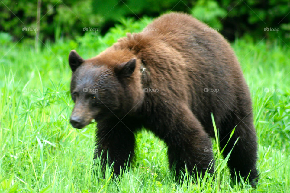 Vancouver Brown Bear