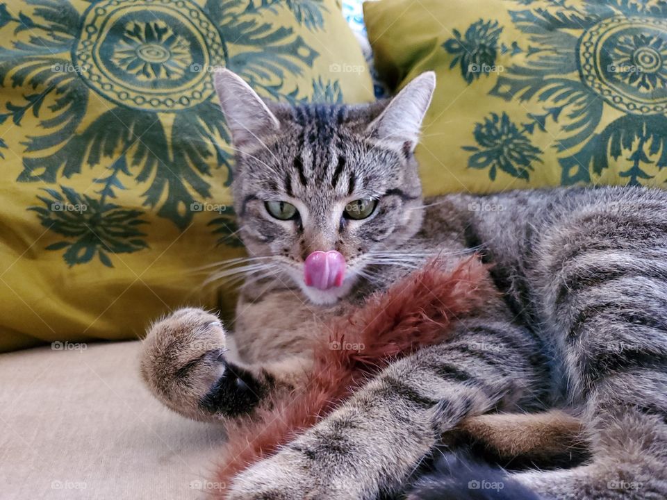 Young tabby cat with bright pink tongue out.